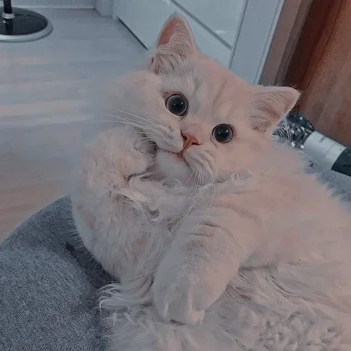 gato, gato, gato lindo, lindo sello, gatito encantador