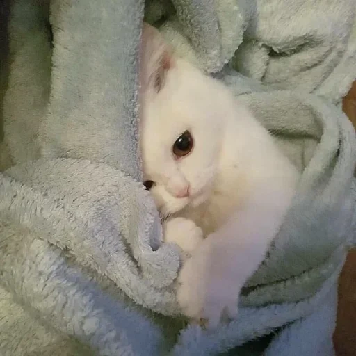 seal dormiente, un bel sigillo, kitty carino, gattini affascinanti, foto di sigillo carino