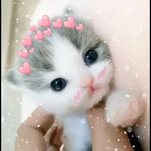 süße katze, süße katzen, süße kätzchen, eine süße flauschige katze, charmante kätzchen