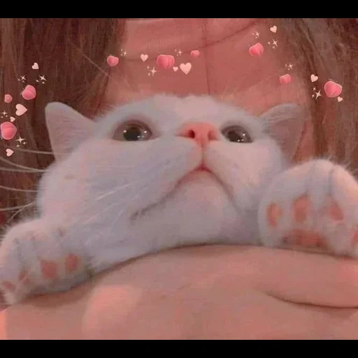 котики, милые котики, сладкий котик, милый котик мем, фотографии милых котиков