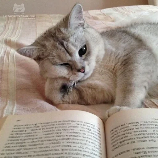 der kater, die katze ist ein wissenschaftler, die katze studiert, buchkatze, katze lesen