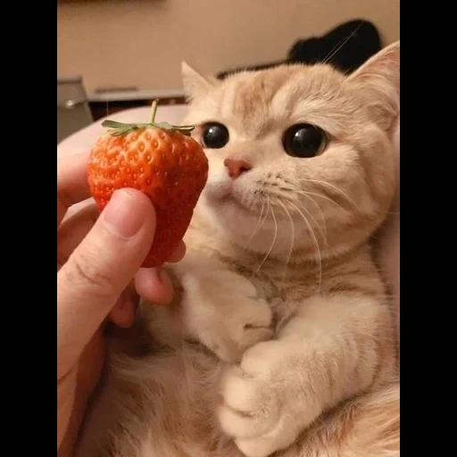 cat, seal, lovely seal, strawberry kitty, cute seal pictures