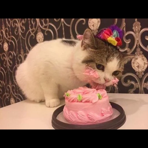 cat cat, cat cat, il gattino mangia una torta, i gatti carini sono divertenti, il gatto è imbrattato di una torta