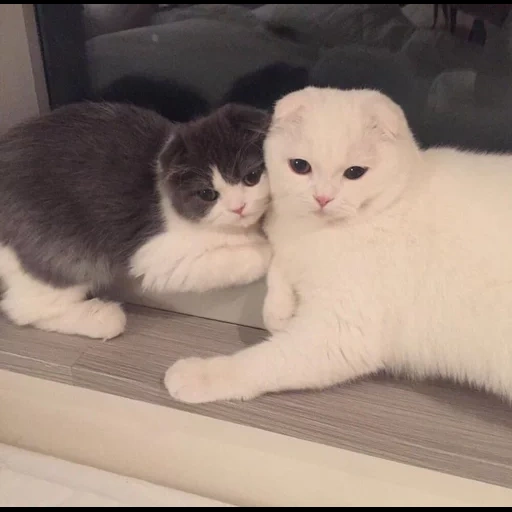 gato, pliegue escocés, gato vysloux, whitty cat es blanco, cat de acebo escocés blanco