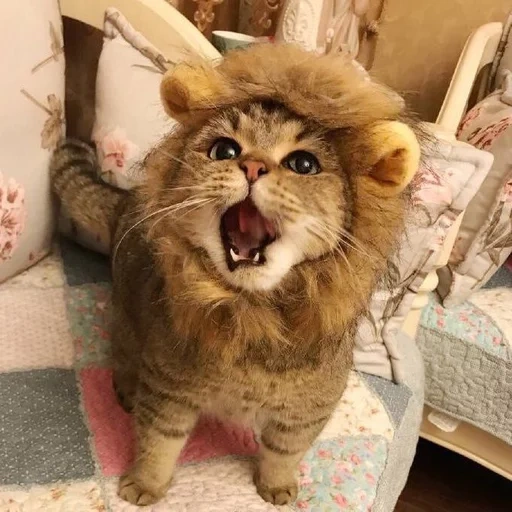 кот лев, кошка лев, лев смешной, комнатный лев, котик костюме льва