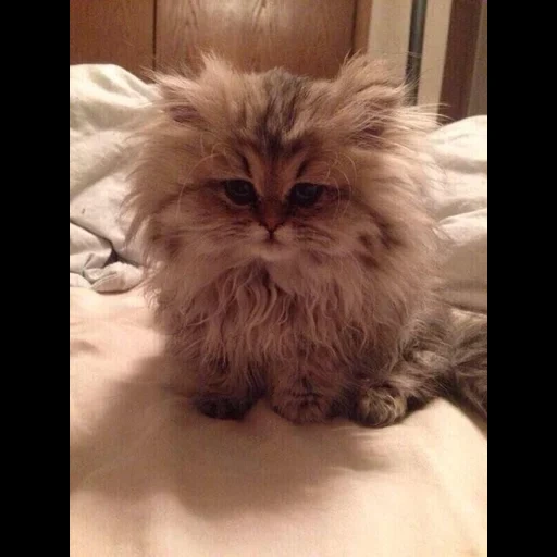 a wet head, persian cat, persian cat, a furry morning cat, persian cat