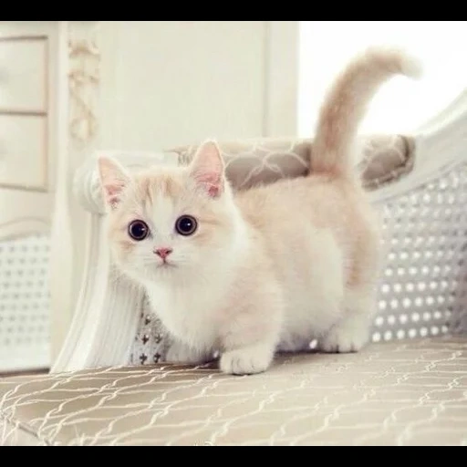 manchec, la race de manchec, le chat de marshkin est blanc, race de manckin de chats, chat manchec blanc avec différents yeux