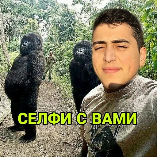 gorilla, selfie di gorilla, gorilla di montagna, scimmia gorilla, annuncio di selfie di gorilla