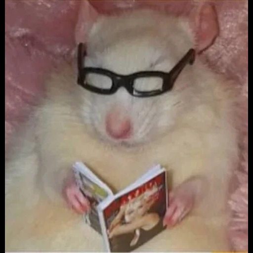 tikus dengan kacamata, hewan lucu, wajah binatang lucu