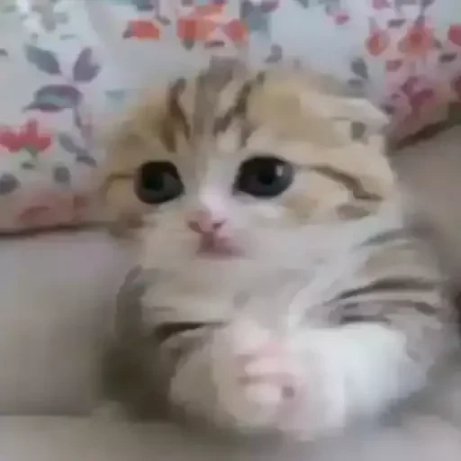 el movimiento del gato, lindo sello, el gatito es muy lindo, lindo gatito llora, focos divertidos y lindos