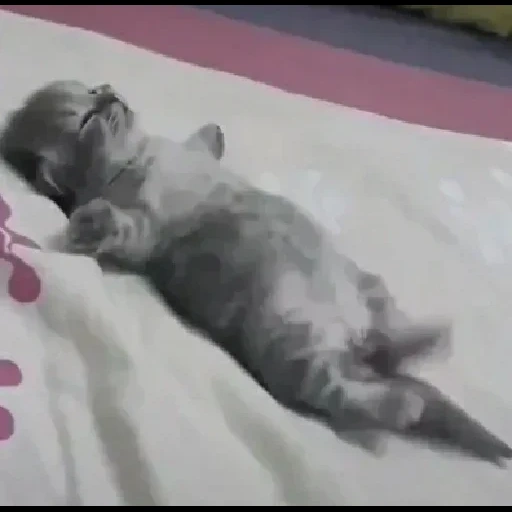 kucing, kucing, kucing kucing, anak kucing tidur, kucing lucu itu lucu