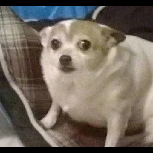 cane, meme per cani, cane chihuahua, il cane sta piangendo, un meme del cane triste