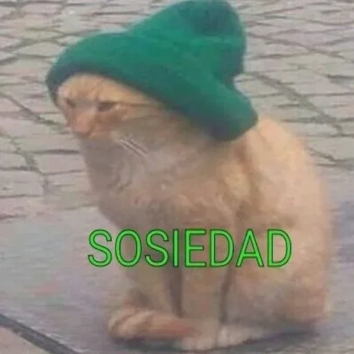 gatto gatto, gatto gatto, cappello da gattino, un cappello da gattino, il gatto è un cappello verde
