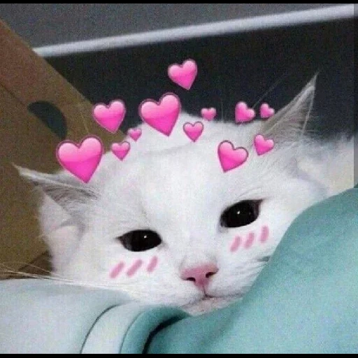 gato en forma de corazón, focas de corazón, lindo gato de corazón, lindo gato de corazón, cabeza del corazón del sello