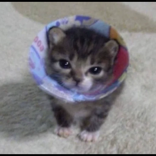 cat, cats, fold kittens, a cute sad cat, the most cute kittens to the world