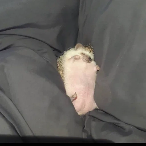 hedgehog, fat hedgehog, hedgehog animals, the hedgehog is paralyzed, the condition is tired hedgehog