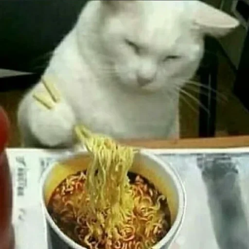 gato, focas, gato de fideos, lindo gato es divertido, modelo de gato en la mesa