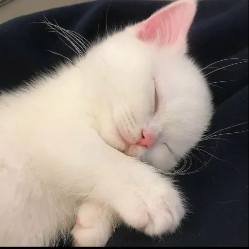 delicate cat, cute cats, white cat, cute cats, fluffy kittens