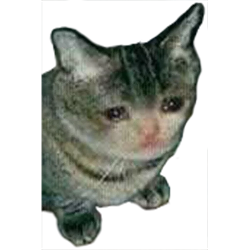 cat, the cat is crying, a tearful cat, crying cat, a crying kitten