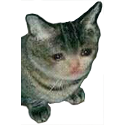 gato, el gato está llorando, gato con lágrimas, gato llorando, gatito