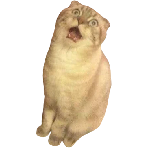 cat, kurt, cat, awatan seal, funny cat transparent background