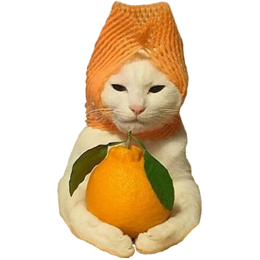 cat, huinata, cat orange, a lovely animal, animals are ridiculous