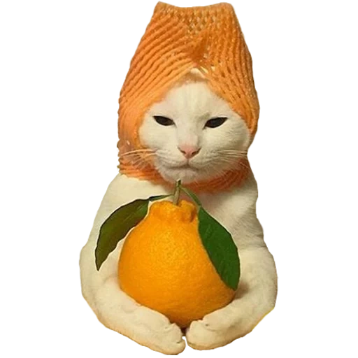 gato, huinata, citrus de gato, animal fofo, animais são ridículos