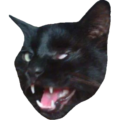 katze, schwarzer kater, dracula cat, schwarze katze gähnen, eine schreckliche schwarze katze
