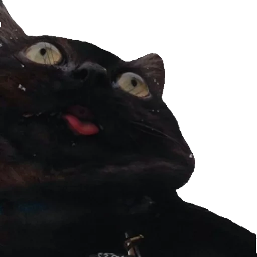 schwarze katze, schwarzer kater, hartnäckige katze, meme mit einer schwarzen katze, süße katzen sind lustig