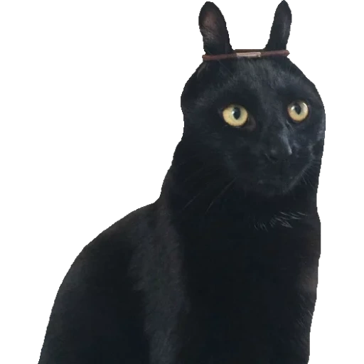chat noir, chat noir, bombay cat, chat noir drôle, bombay breed cat