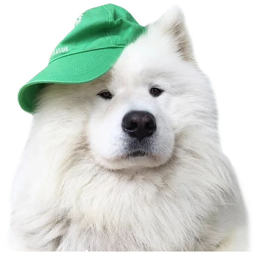 perro samoyer, samoyeka, perro samoyer, oso samoyama pola, perro samoyer como