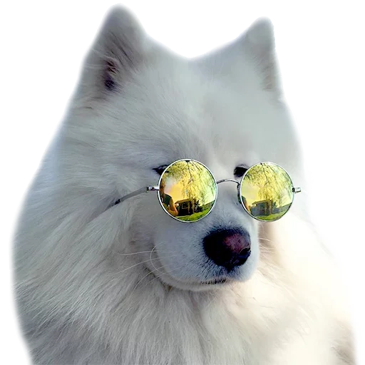 samoyed, spitz samoyed, japanischer spitz, samoyed wie, samoyed hund