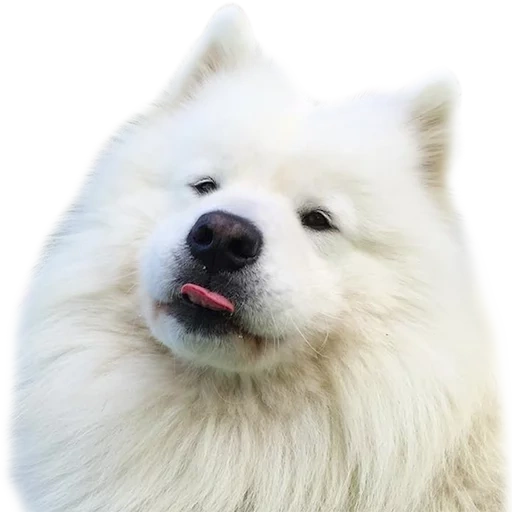 samoyed, samoyeca, anjing samoyed, anjing samoyed suka, samoyeca yang mengantuk