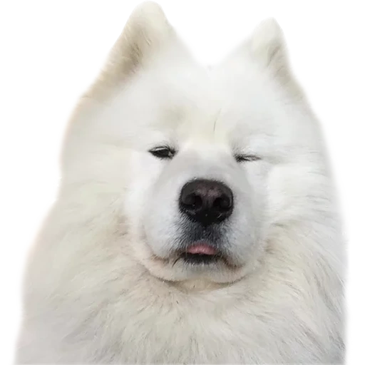 samoyed, samoyed like, samoyed dog, samoyed bark barks, dog samoyed laika