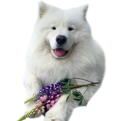 samoyed, samoyed is white, samoyed like, samoyed dog, dog samoyed laika