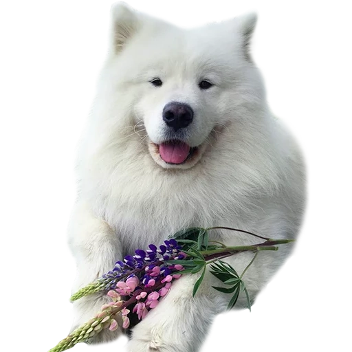 samoyed, samoyed è bianco, samoyed come, cane samoyed, cane samoyed laika