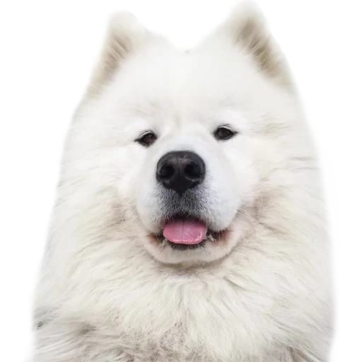 samoyed, lekasamoyed, samoyeca, anjing samoyed, samoyelka white