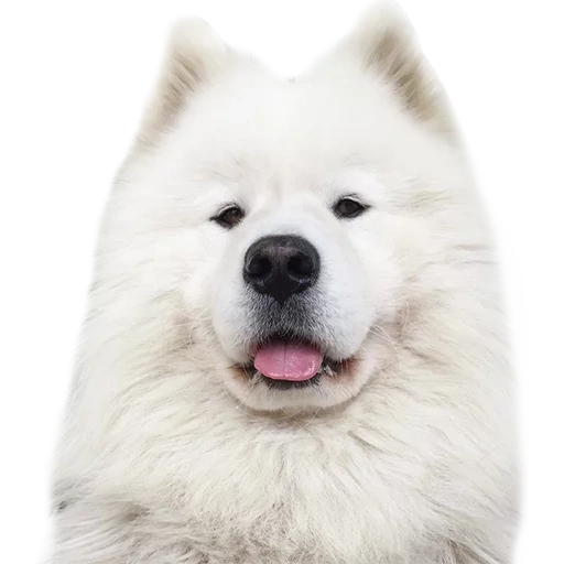 samoye, lekassamoyed, samoeka, samoya, samojeka white