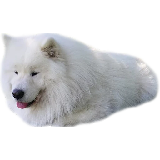 samoyed, laika samoyed, samoyed come, cane samoyed, cane samoyed laika