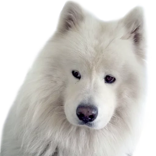 samoyed, anjing samoyed, samoyeca, anjing samoyed, anjing samoyed suka