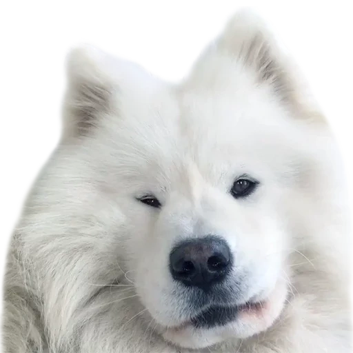 samoyed, samoyed wie, samoyed hund, flauschiger husky samoyed, hund samoyed laika