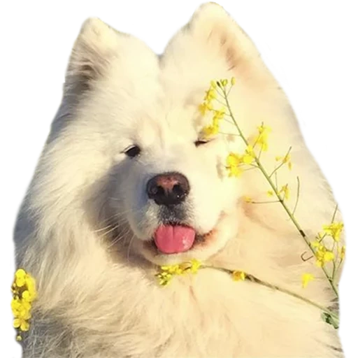 samoyed, samoyed welpe, samoyed wie, samoyed hund, hund samoyed laika