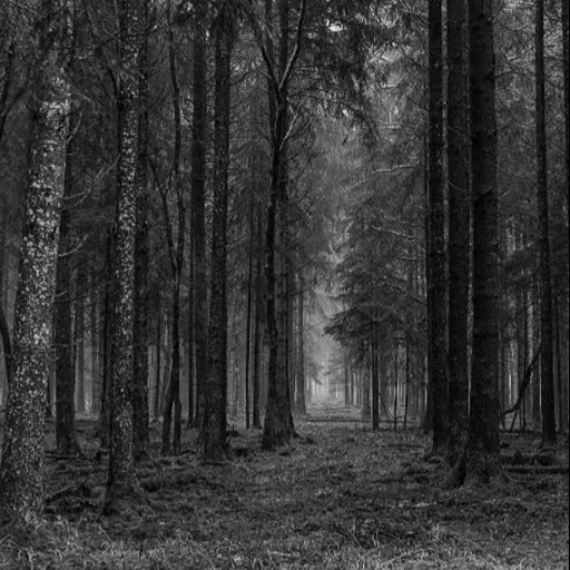 forêt, la forêt est épaisse, paysage forestier, forêt sombre, sumishevsky yaroslav malakhov 2021