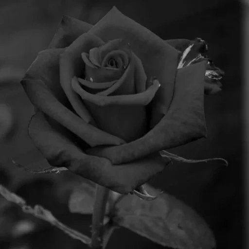 rose rose red, grey rose, black rose red, rosa noelia, rose exploration