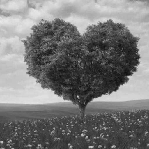 l'amore, l'albero dell'amore, cuore dell'albero, legno di mogano, albero a forma di cuore