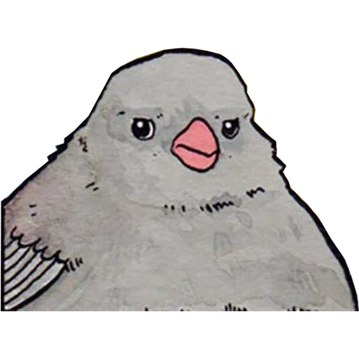 uccello mem, uccello mem, il piccione è un meme, meme di uccello infastidito, sai la strada