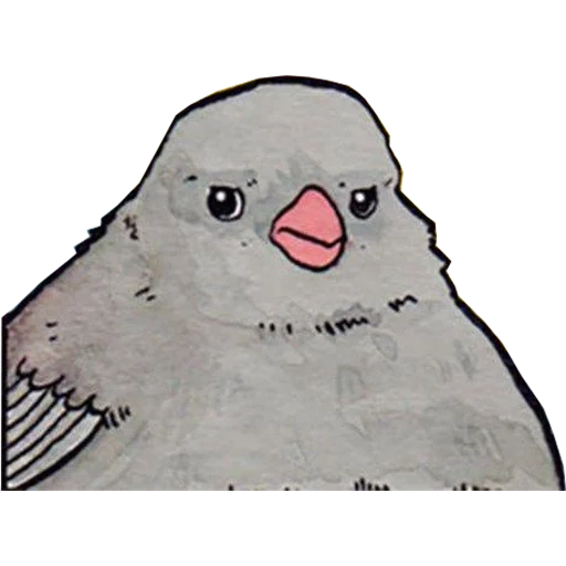 the bird meme, bird meme, das taubenmeme, named bird meme, do you know the way