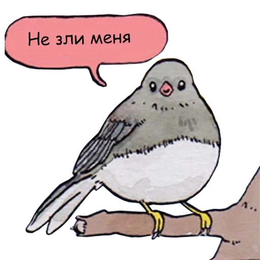 lucu sekali, burung pipit psychedelic, meme nyanyi burung, burung disebut meme, meme burung yang tidak puas