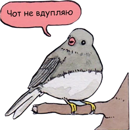 humor, modular, pájaro, gracioso, sparrow raven meme