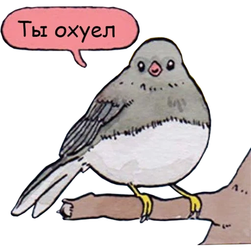 joke, memic sparrow, birds sing a meme, vorobey raven mem, a dissatisfied bird with a meme